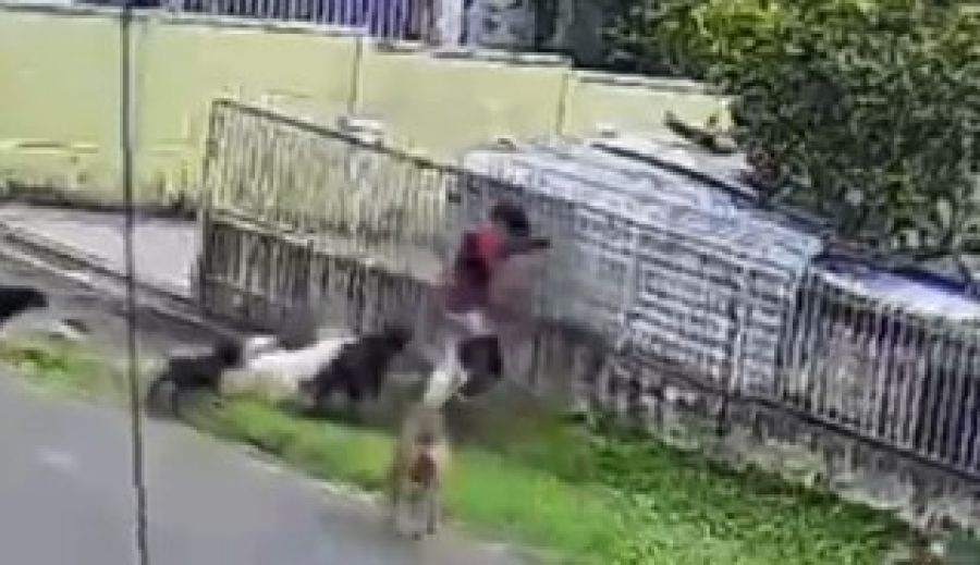 Criança é atacada por nove cães em Guarapuava; vídeo mostra adultos observando sem intervir