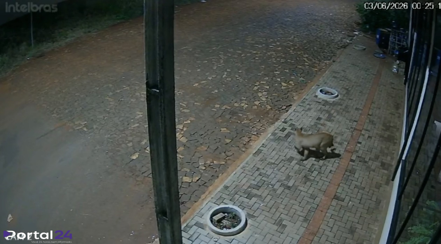 Câmera registra momento que onça aparece em bairro de Realeza