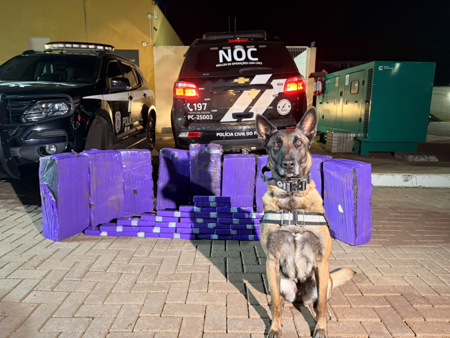 Polícia Civil apreende 203 quilos de maconha em Céu Azul