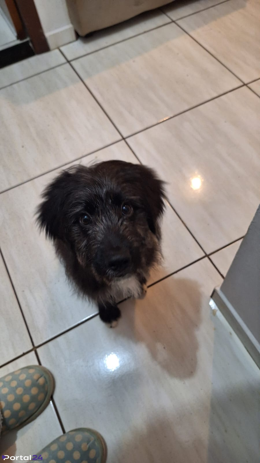 Cachorrinho perdido é encontrado na Rua Tamoios e aguarda reencontro com tutor