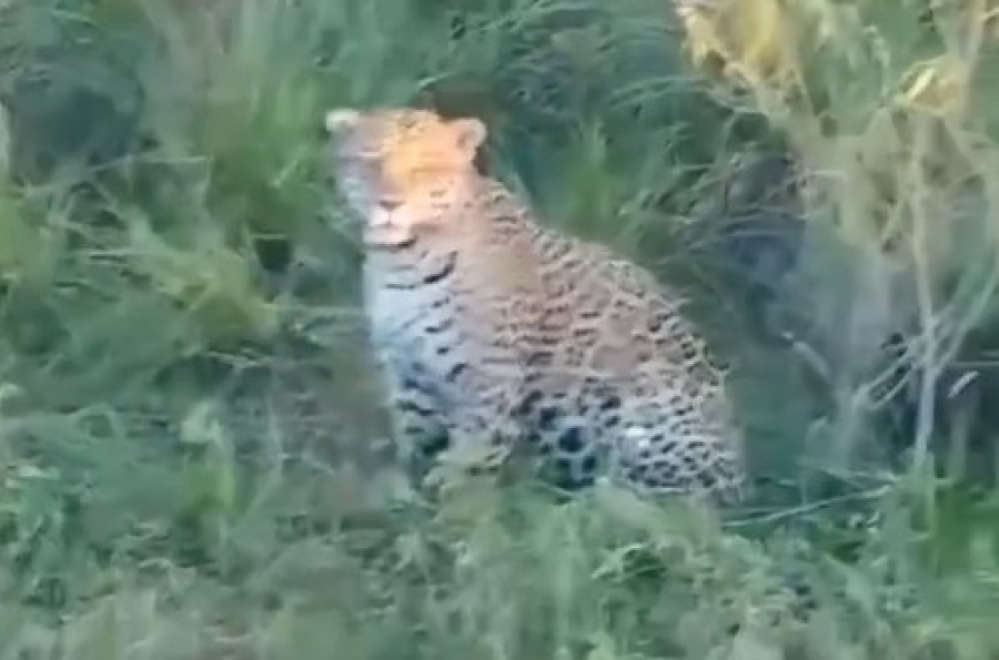 Vídeo mostra onça-pintada às margens do Rio Iguaçu na Argentina