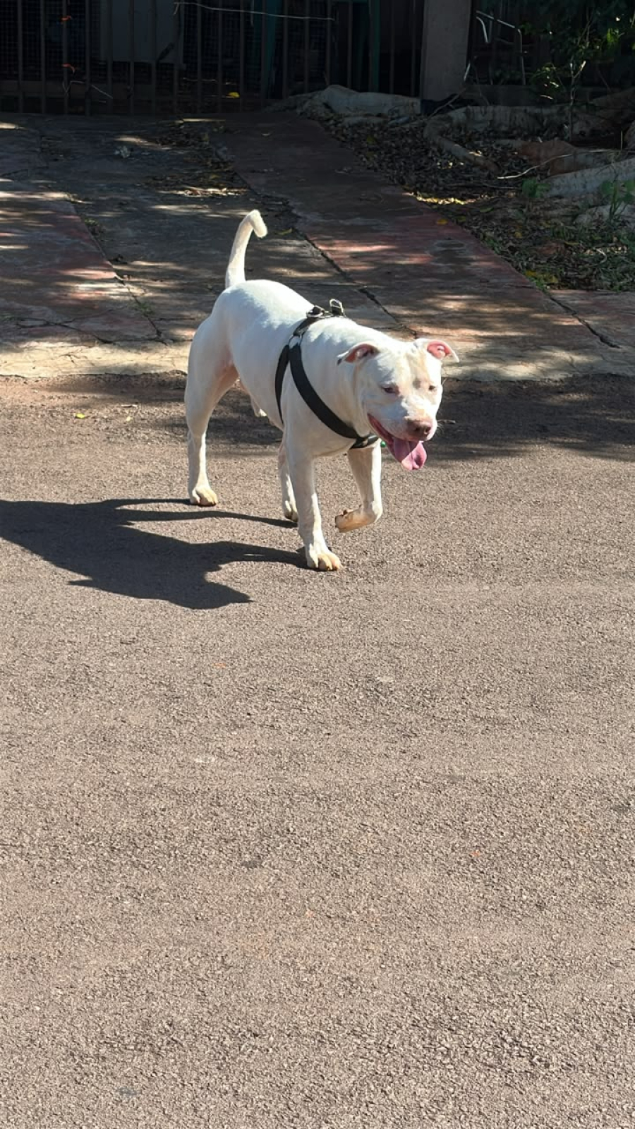 Moradores denunciam cachorro solto no bairro Coqueiral