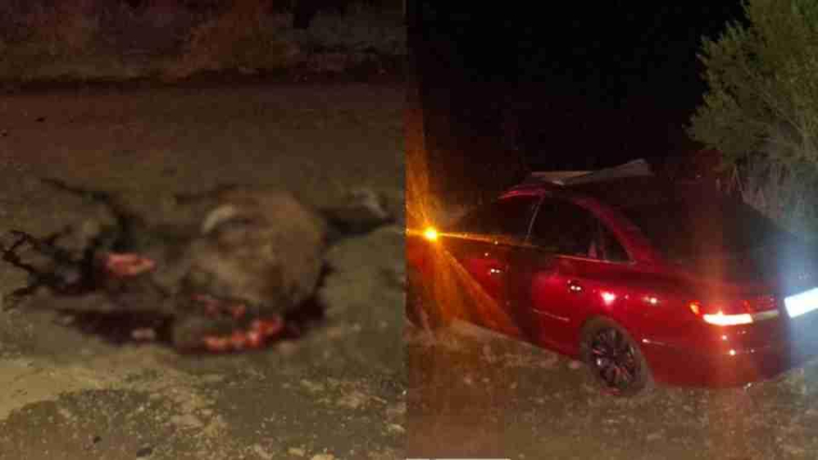 Menino de 10 anos morre após carro atingir cavalos na PR-456