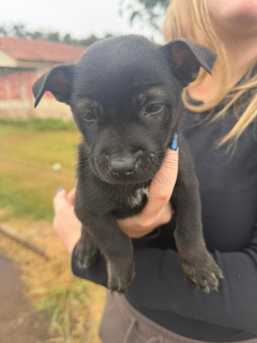 Internauta procura tutor para cachorrinha em Cascavel