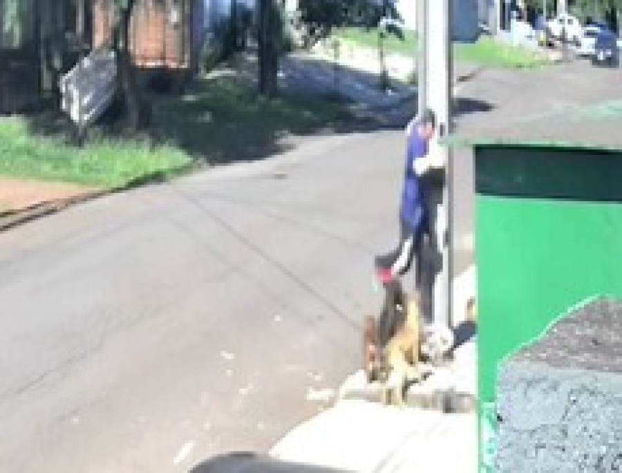 Vídeo mostra cães atacando homem no Floresta