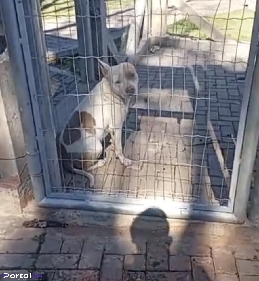 Cachorro é abandonado em Ecopark de Cascavel e mobiliza moradores