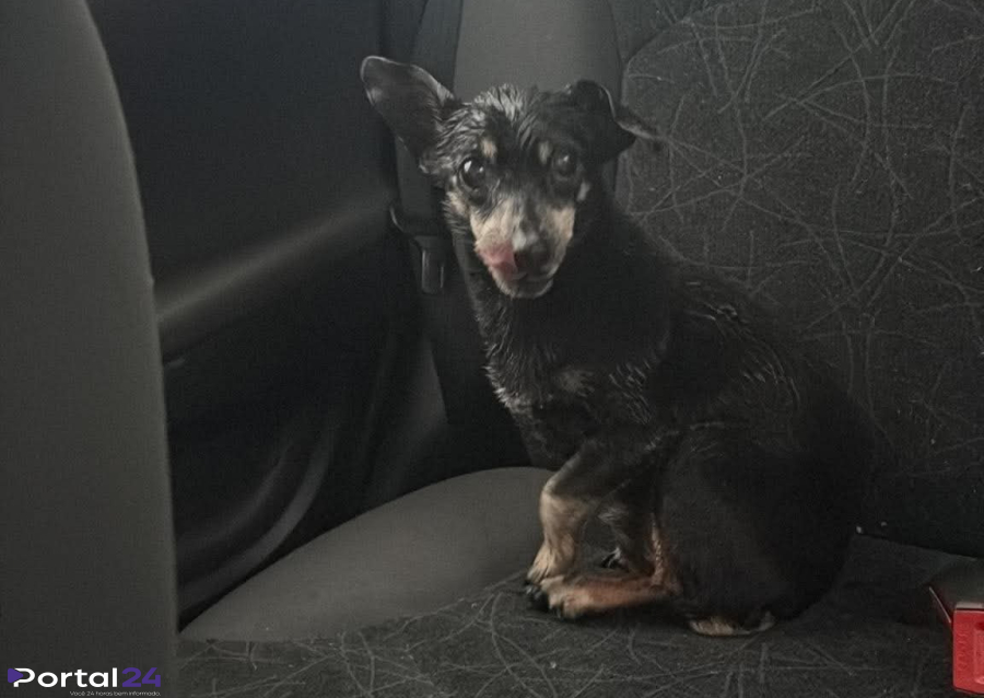 Cachorrinho é encontrado nas proximidades do Bairro Neva e aguarda localização dos tutores