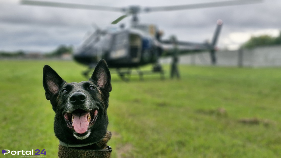 Cães farejadores ajudam PCPR a apreender armas e haxixe na Rodoviária de Curitiba