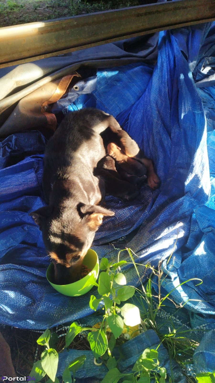 Cachorra abandonada com filhote é resgatada em pátio da Receita Federal e precisa de lar