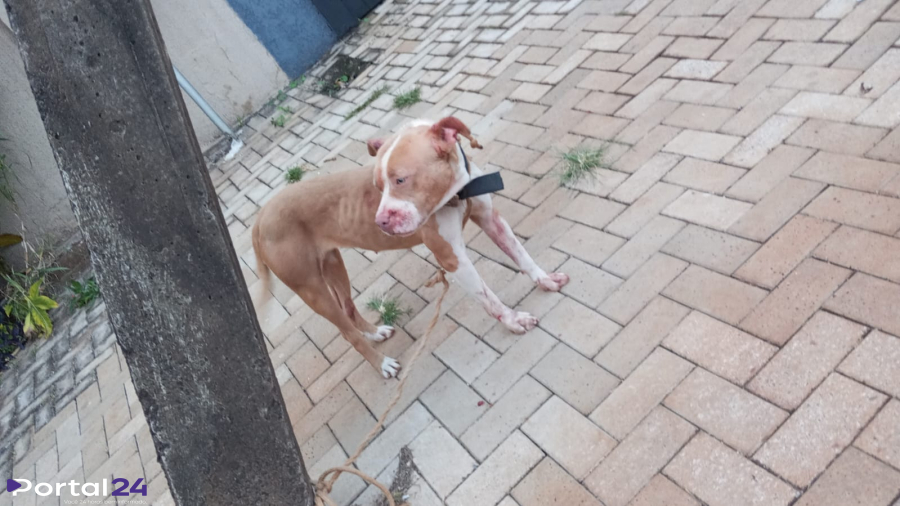 Cadela se solta, briga com outro cachorro e caso de maus-tratos é constatado em Cascavel