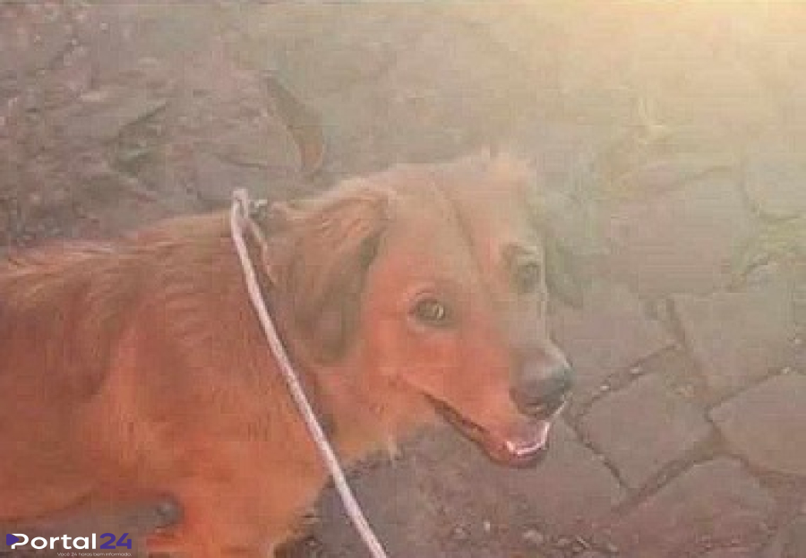 Cachorro abandonado próximo ao Contorno Oeste procura um novo lar em Cascavel