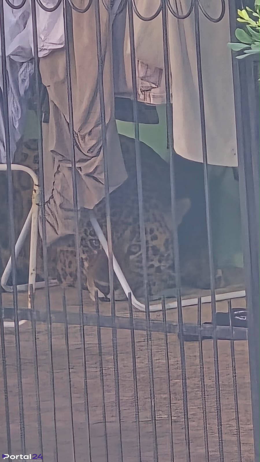 Onça-pintada é capturada com segurança em área urbana de Foz do Iguaçu