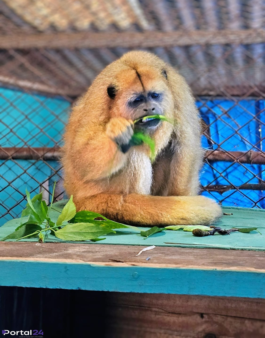 Macaca ameaçada de extinção ganha novo lar no Zoológico de Cascavel