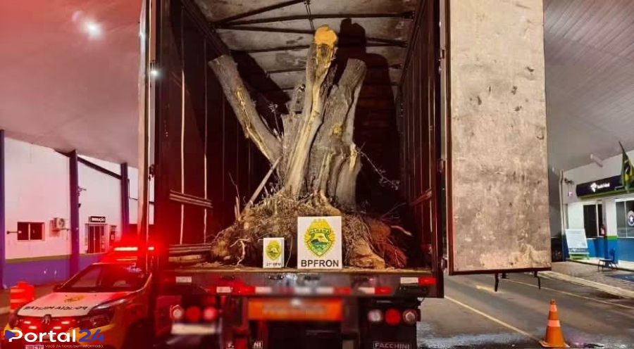 Carreta com oliveiras vindas da Argentina é apreendida em operação do BPFRON na fronteira em Barracão 
