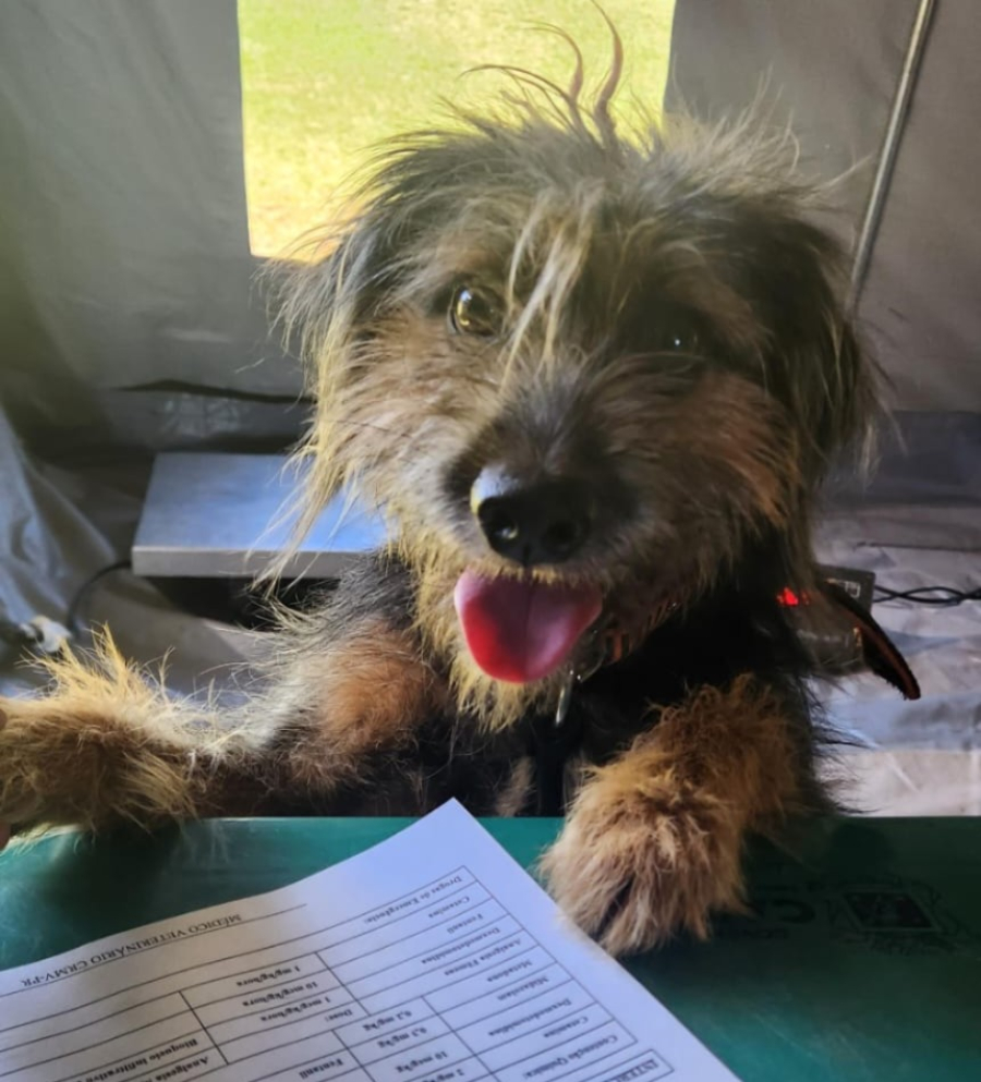Prefeitura lança Programa Julho Dourado para ampliar castração de cães e gatos em Cascavel