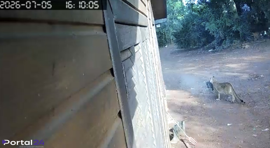 Onça-parda é flagrada por câmera de segurança em comunidade rural no Oeste