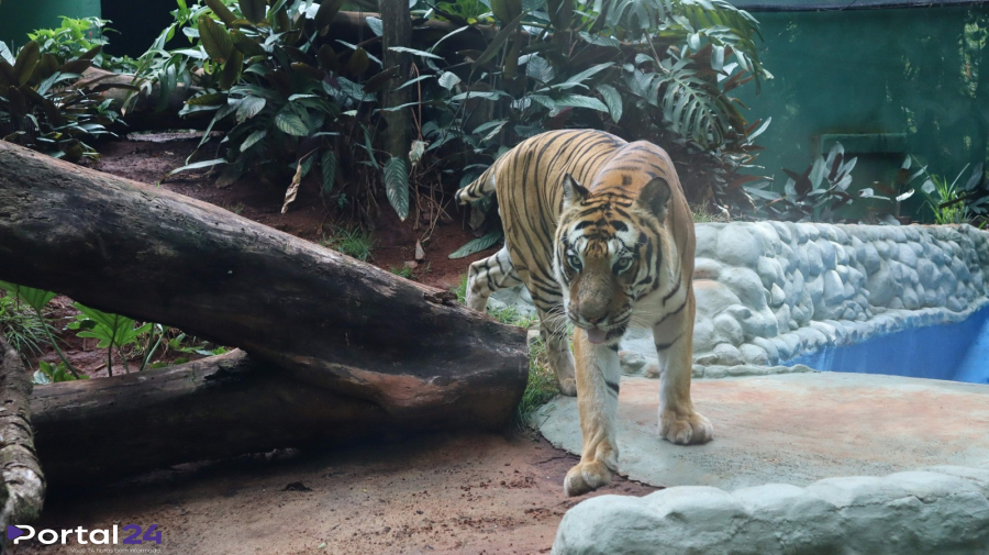 Tigre Hu recebe cuidados intensificados ao completar 16 anos no zoológico de Cascavel