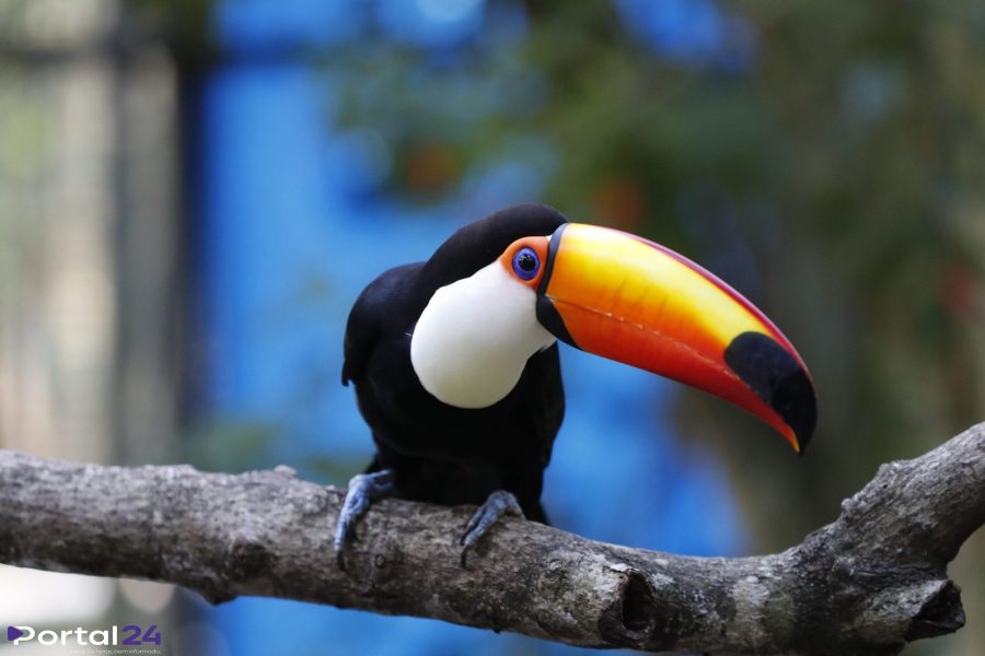 Zoológico de Cascavel ganha duas novas tucanas e amplia diversidade de aves