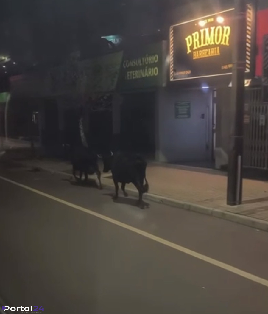 Duas vacas são flagradas caminhando na Avenida Carlos Gomes em Cascavel