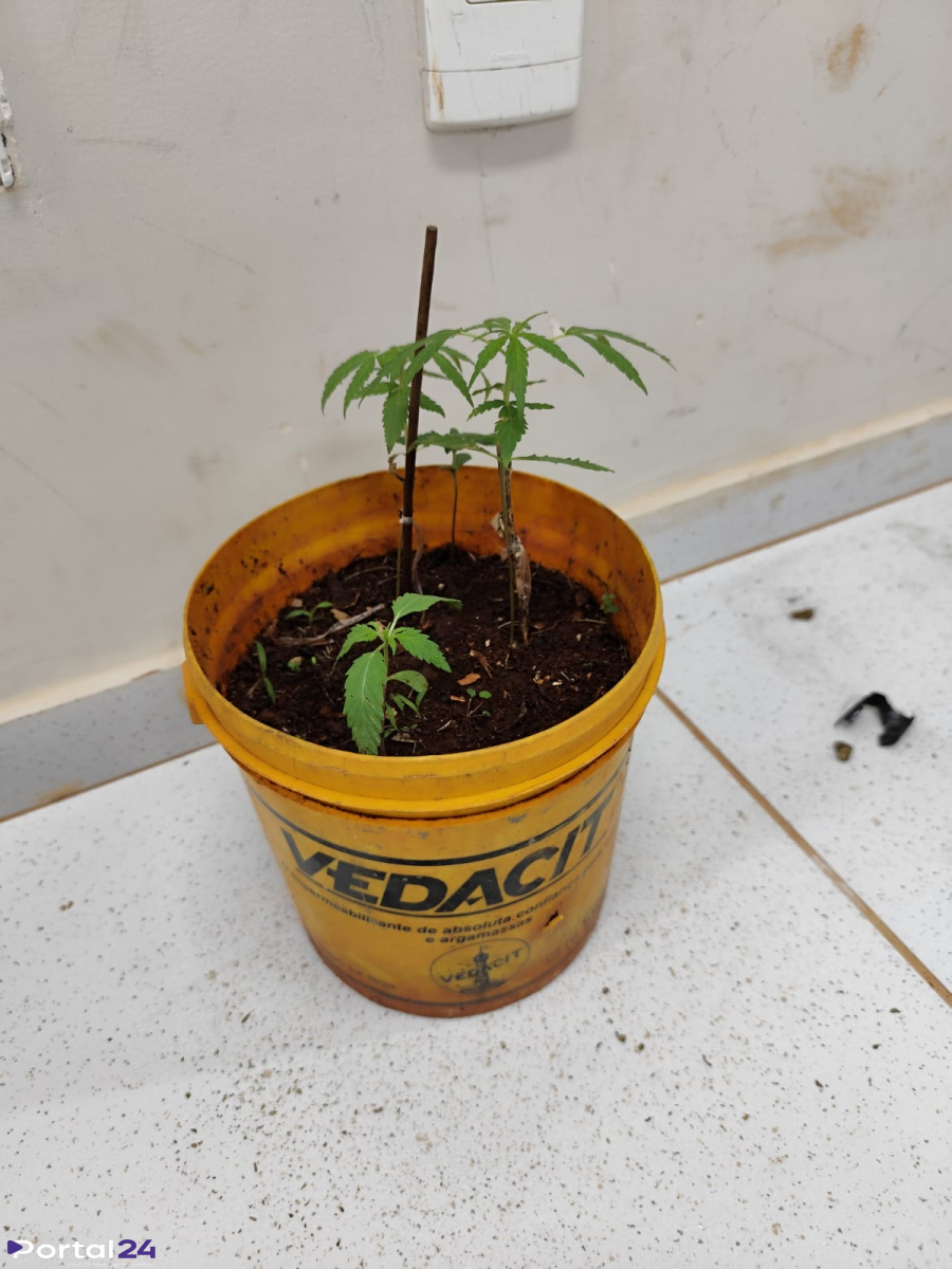 Homem é preso por suspeita de manter adolescente de 13 anos em residência e por cultivo de maconha em Cascavel