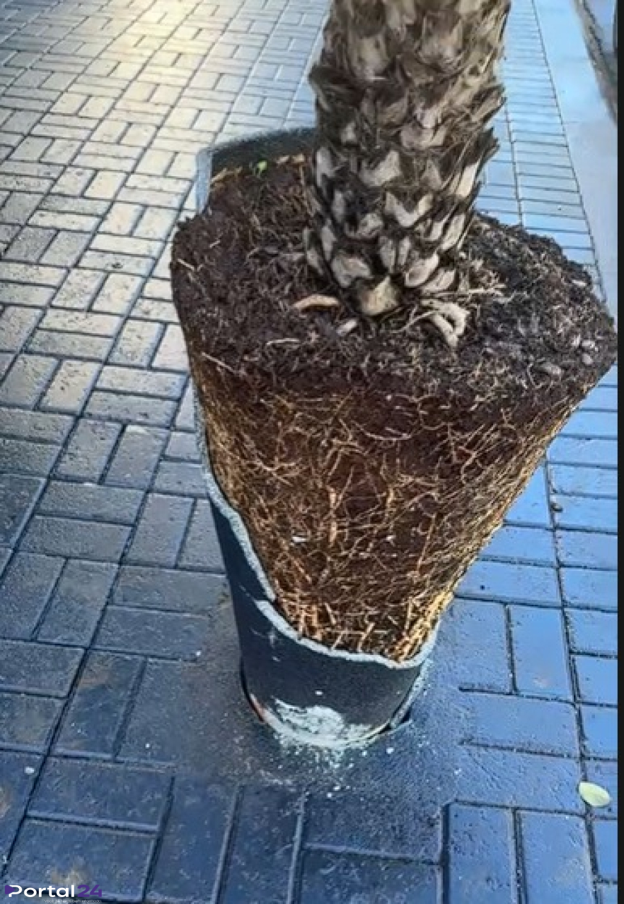 Câmera de segurança registra mulher destruindo vaso e arremessando pedras na Avenida Interlagos, em Cascavel