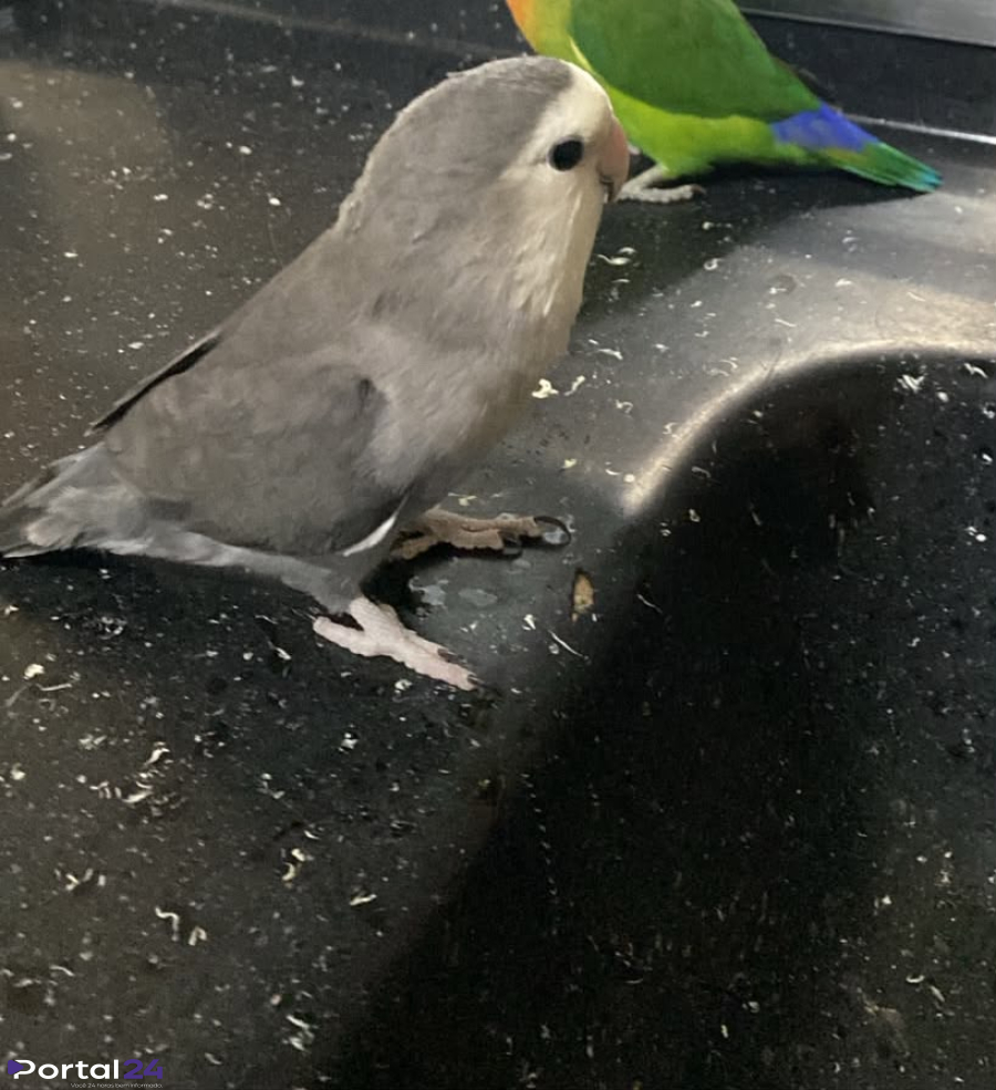 Agapornis desaparece no bairro Santa Cruz e tutora pede ajuda para encontrá-lo