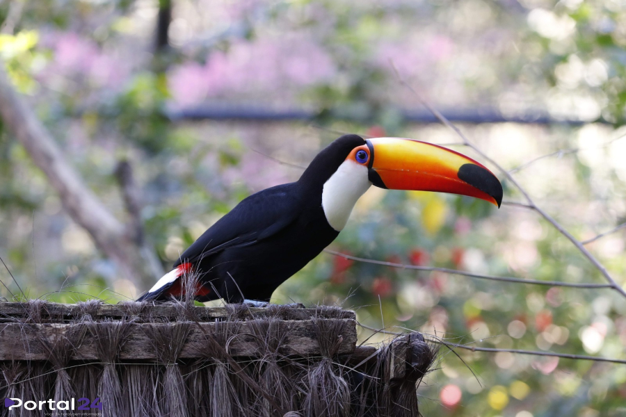 Zoológico de Cascavel amplia dias de visitação durante férias escolares