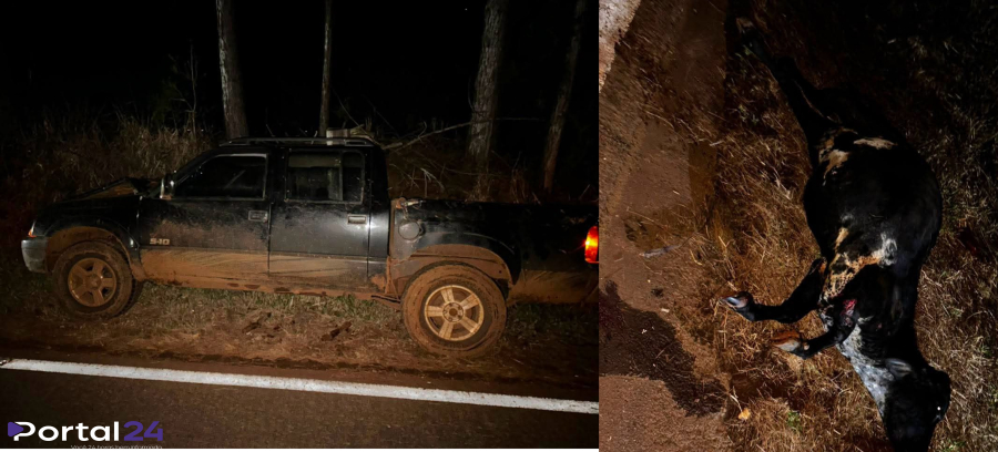 Caminhonete colide contra vaca na PR-180 entre Boa Vista da Aparecida e Juvinópolis