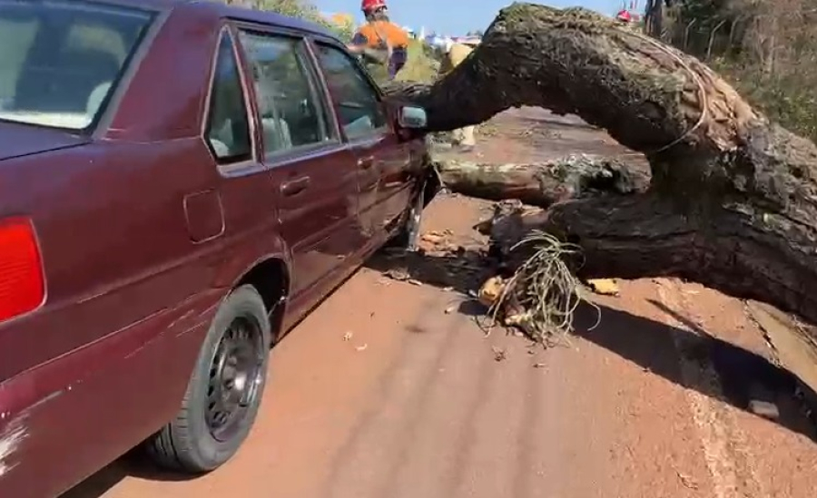 Árvore de grande porte cai sobre veículo na marginal da BR-277