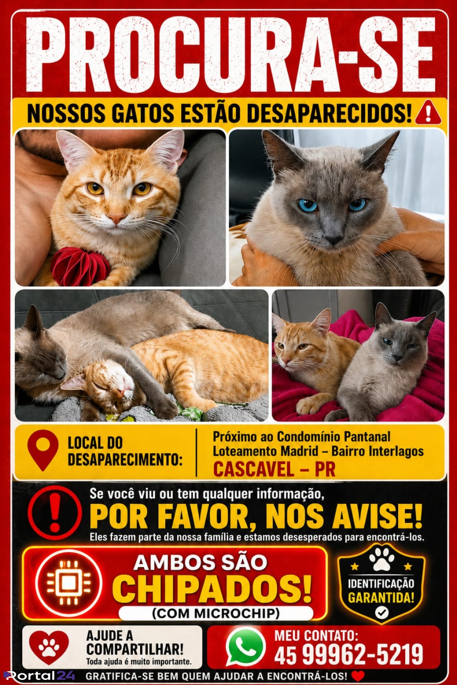 Dois gatos desaparecem no bairro Interlagos e mobilizam família em Cascavel