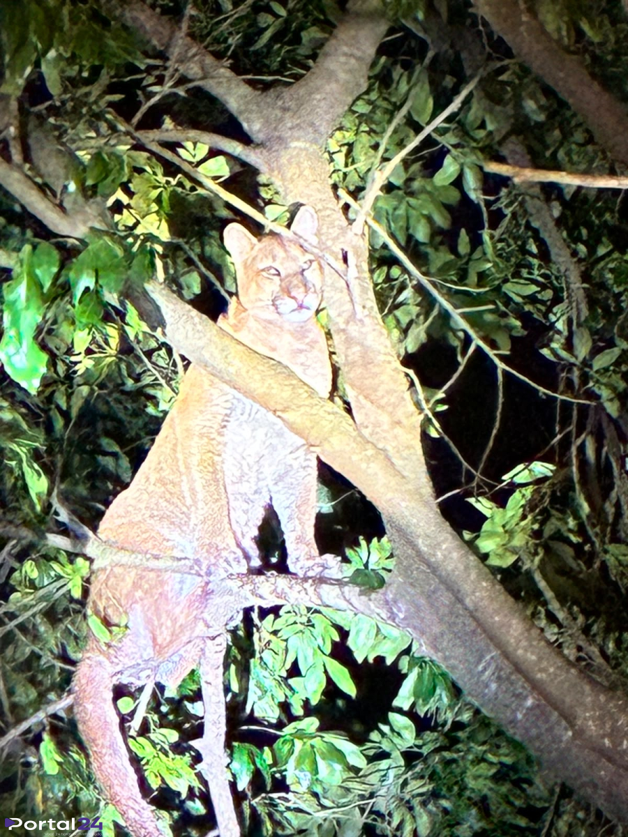 Onça-parda é flagrada em árvore e surpreende visitantes em Porto Mendes