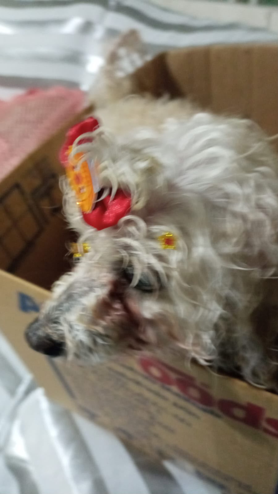 Cachorro é encontrado no bairro Santa Cruz