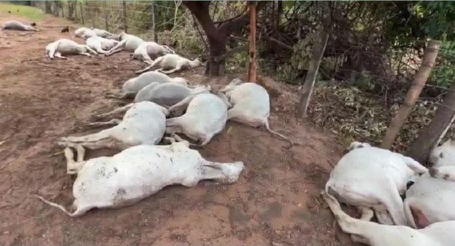Tempestade mata 40 cabeças de gado atingidas por raios no interior de São Paulo