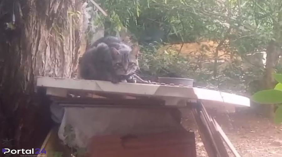 Resgate de gatos vítimas de maus-tratos no bairro Neves