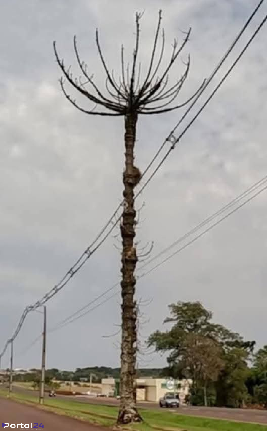 Derrubada de Araucária Seca na BR-277