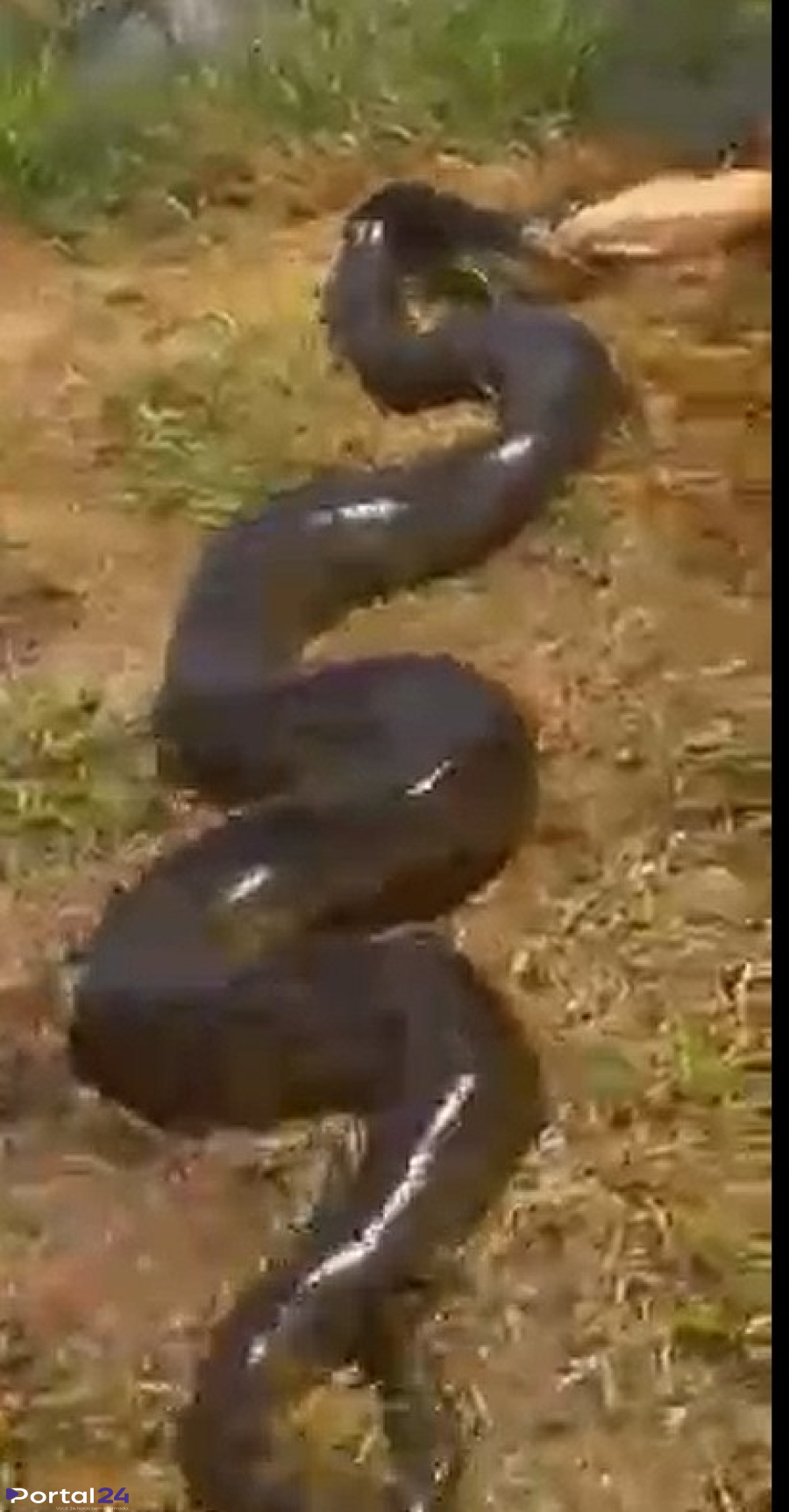 Sucuri gigante é flagrada capturando cachorro em quintal de casa em Fátima do Sul (MS)